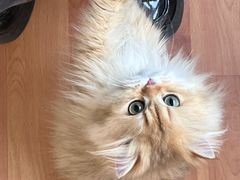 -十月米努特矮脚猫舍