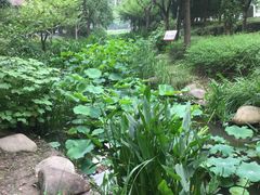 -陈家山荷花公园