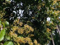 -荔香公园