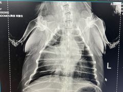 -瑞派·关忠动物医院·异宠专科·犬猫肿瘤·皮肤专科(望京店)