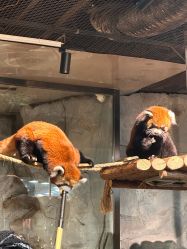 -Zoolung Zoolung动物主题公园(海信广场店)