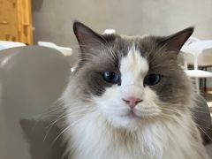 -藏猫猫咖啡主题馆(中央大道店)