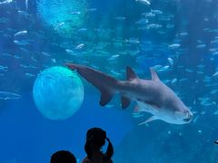 -海合安成都极地海洋公园