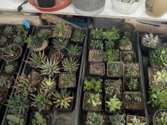 -龙大花卉苗木市场