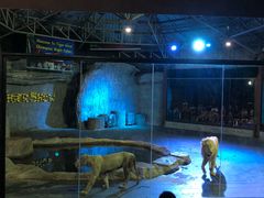 -清迈夜间动物园