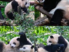 -成都大熊猫繁育研究基地