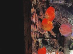 -上海海洋水族馆