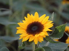 -玄武湖景区-情侣园游乐场