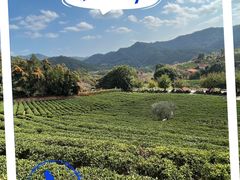 -雁南飞茶田景区