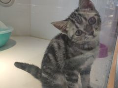 -龟与熊猫宠物公园(南坪店)