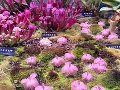 -中国科学院西双版纳热带植物园