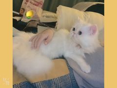 -70cat德文卷毛猫·缅因猫纯种猫舍