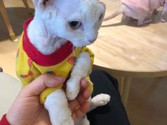 -猫腻·猫咖·撸猫馆(星光大道店)