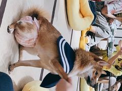 -逗柴咖啡屋·狗咖猫咖宠物桌游