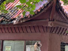 -黔灵山公园