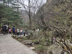 -王顺山国家森林公园