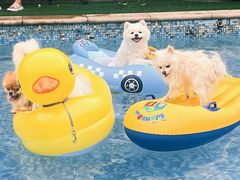 -汪说喵讲宠物乐园宠物酒店(红星美凯龙店)