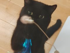 -有喵·猫咖·狗咖·30几只猫10只小狗(岗厦店)