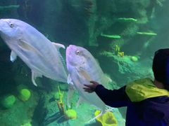 -悉尼海洋生物水族馆
