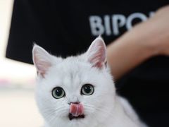 -lincat·猫舍(广州店)