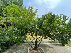 -太平天国侍王府