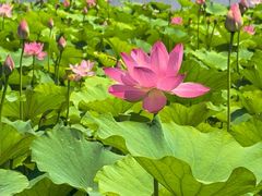 -莲花池公园