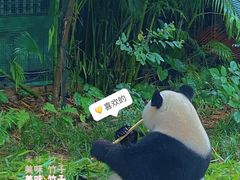 -广州长隆野生动物世界