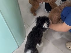 -佳雯宠物医院·皮肤科·内外科(春晓路分院)