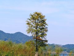 -四明湖