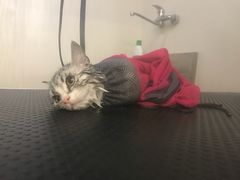 -1013 PET SHOP精品宠物商店(丁香店)