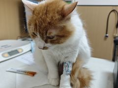 -瑞派康怡24h宠物医院·犬猫医疗中心·微创绝育(瑞景分院)