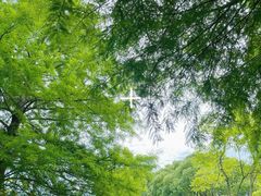 -上海海湾国家森林公园