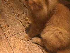 -more than meow吴止猫主题餐厅(承德 中船汇店)