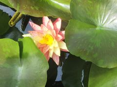 -池杉湖湿地公园