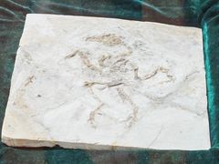 -中国第四纪冰川遗迹陈列馆