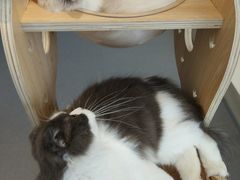 -飞行喵MR PILOT|猫舍·猫咖(静安大融城店)