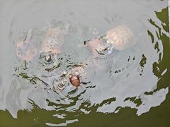 -深圳市中科院仙湖植物园