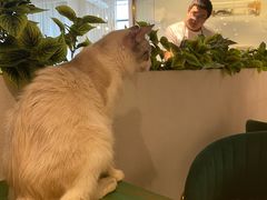 -喵喵咪呀布偶猫咖(春熙路店)