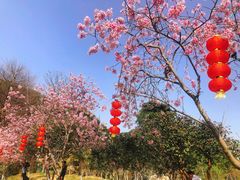 -广州市帽峰山景区