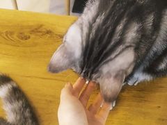 -平行世界·猫咖(首经贸店)