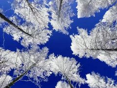 -塞罕坝国家级自然保护区