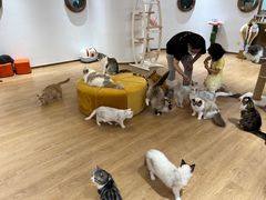 -1013 PET SHOP精品宠物商店(丁香店)