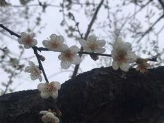 -荔枝公园(福田区)