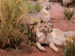 -陕西自然博物馆