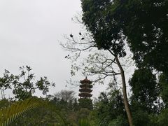 -深圳仙湖植物园