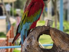 -西霞口神雕山野生动物世界