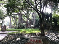 -瑞丽独树成林风景区