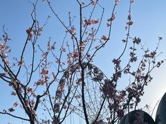 -顾村公园