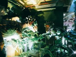 -恐龙探索乐园(磁器口店)