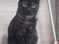 -瑞鹏宠物医院·骨科·猫科·内科(第一中心)